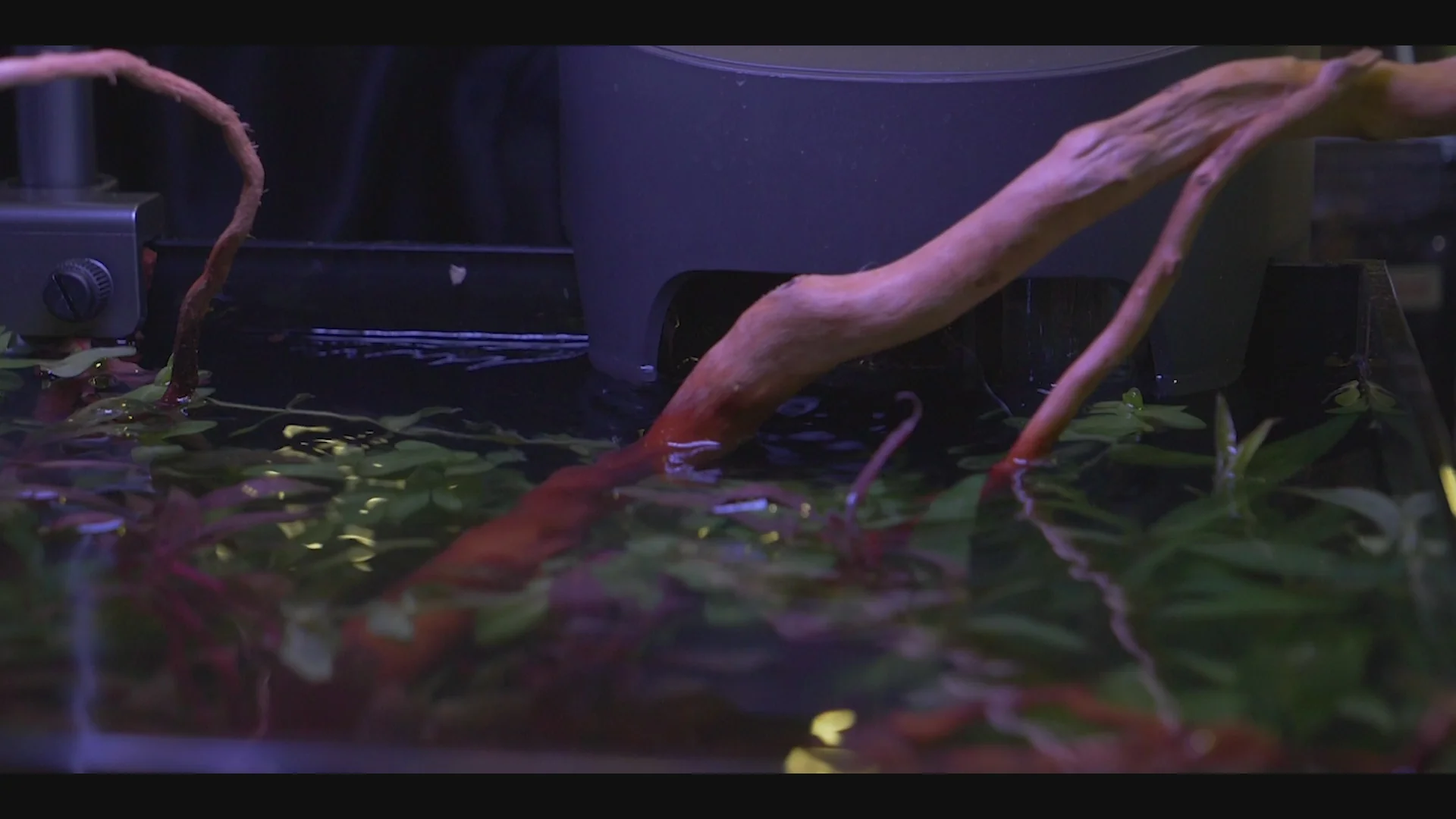 Master Your Aquatic World